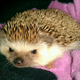 Illustration for article titled Help me choose a prickle pic!